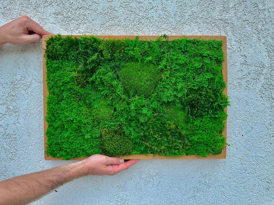 Hanging Preserved Moss Wall Art