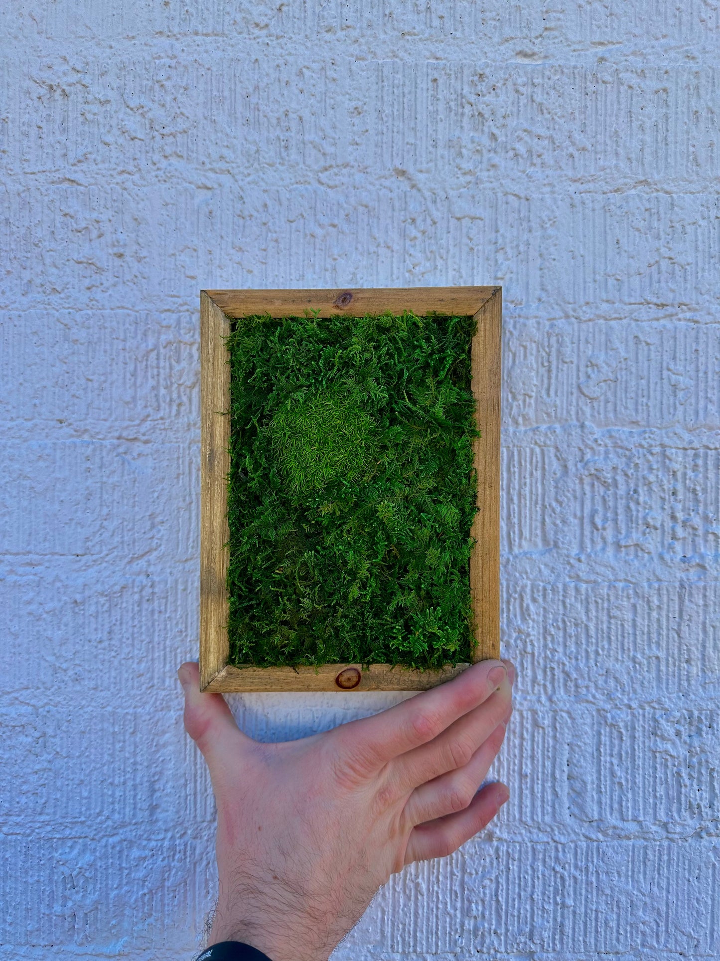 Small Preserved Moss Frame