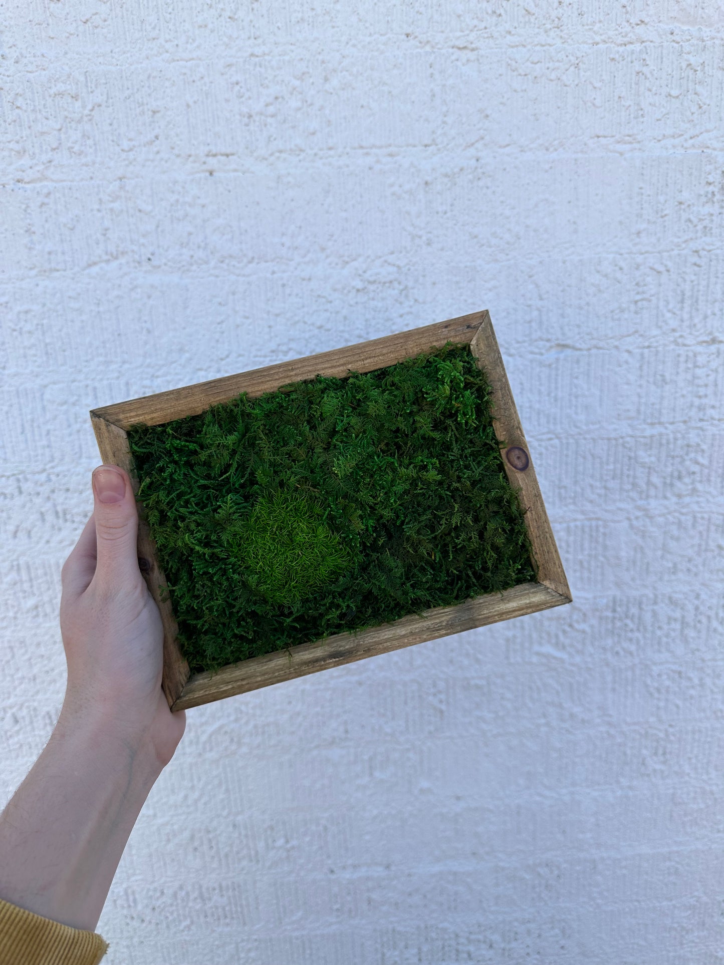 Small Preserved Moss Frame