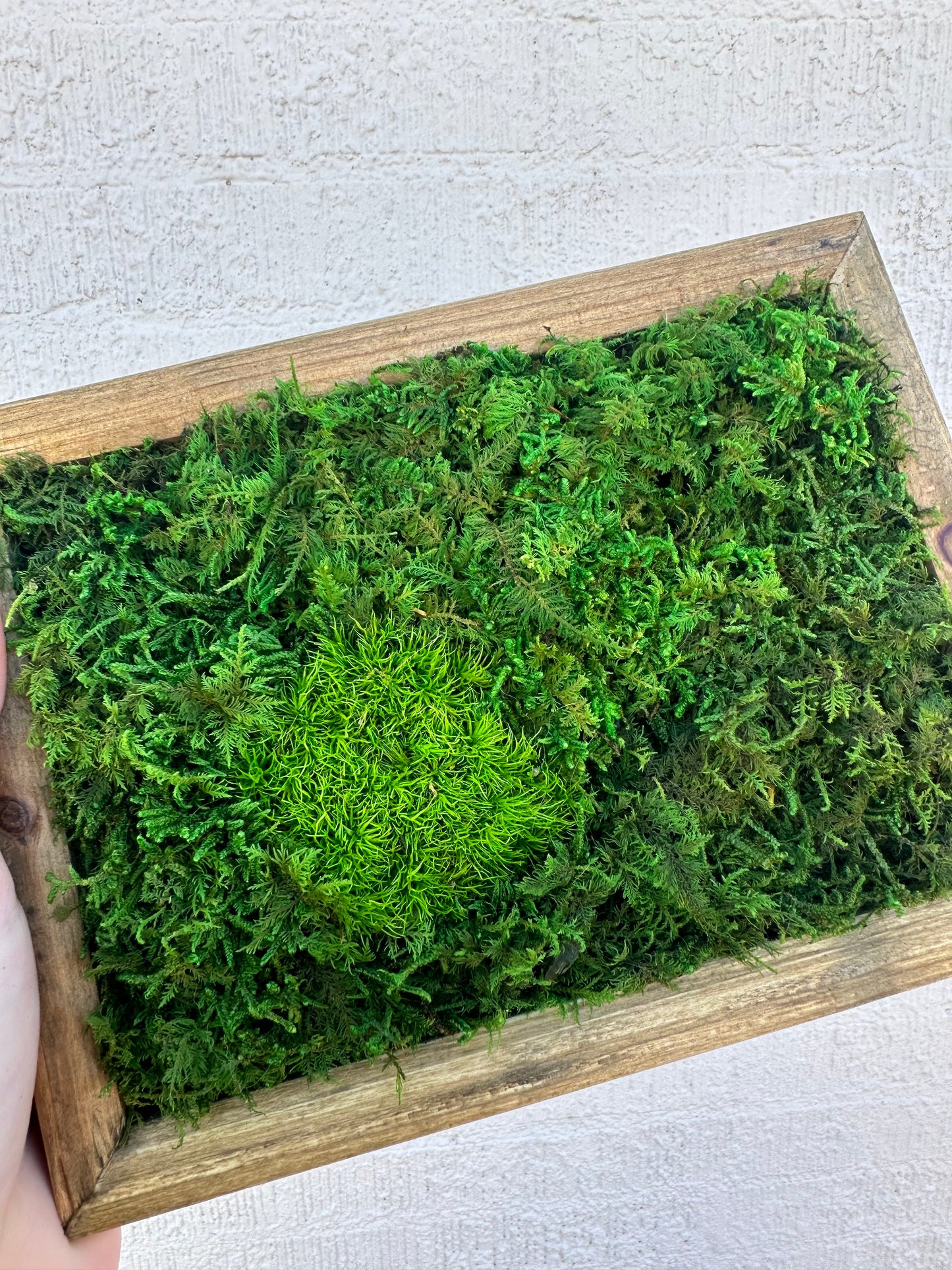 Small Preserved Moss Frame