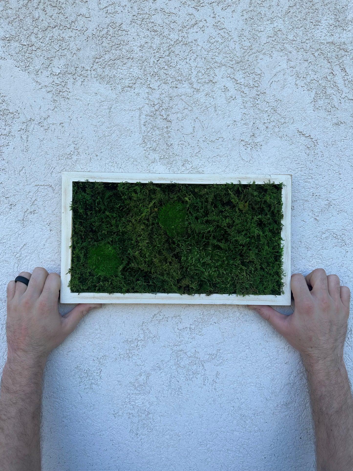 Preserved Moss Wall Art