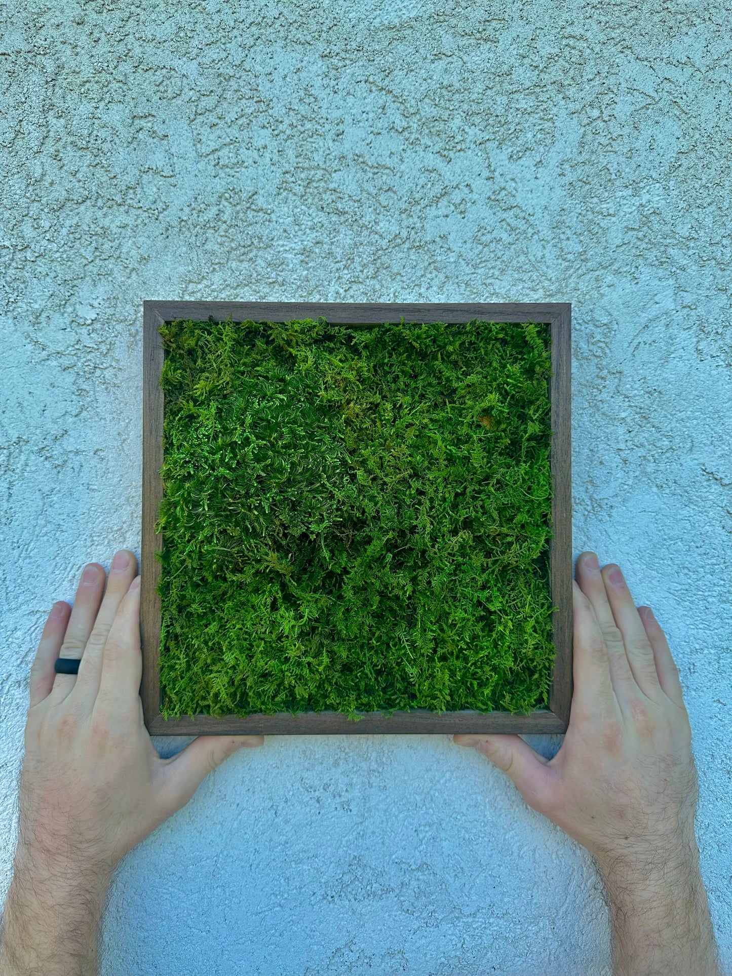 Preserved Moss Wall Decor